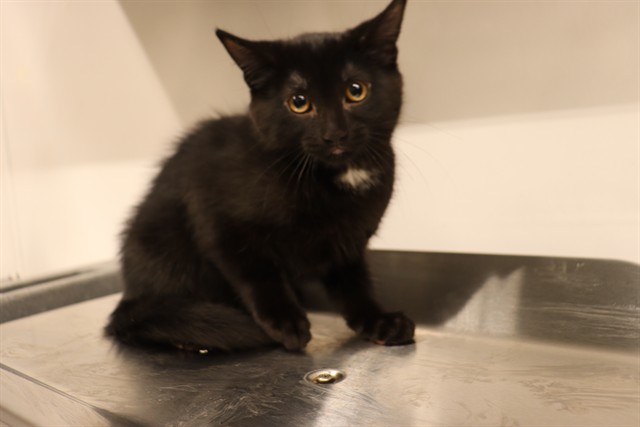 Adoptable Cat