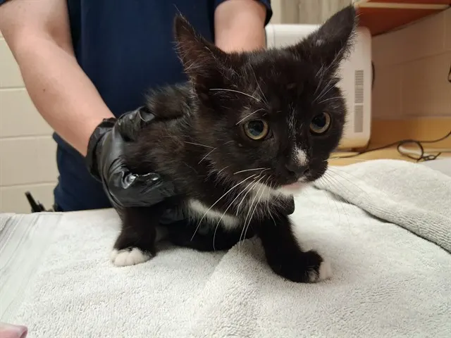 Houdini