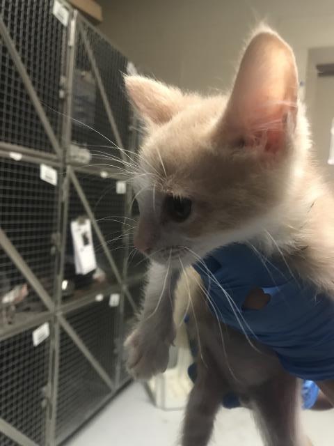 Adoptable Cat