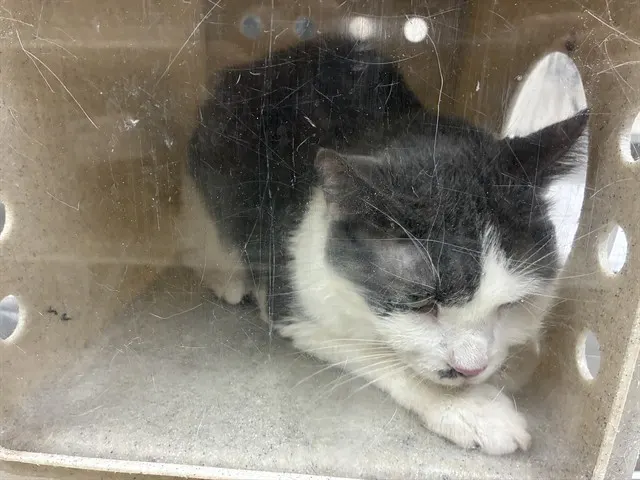Adoptable Cat