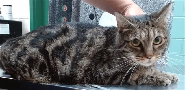 Adoptable Cat
