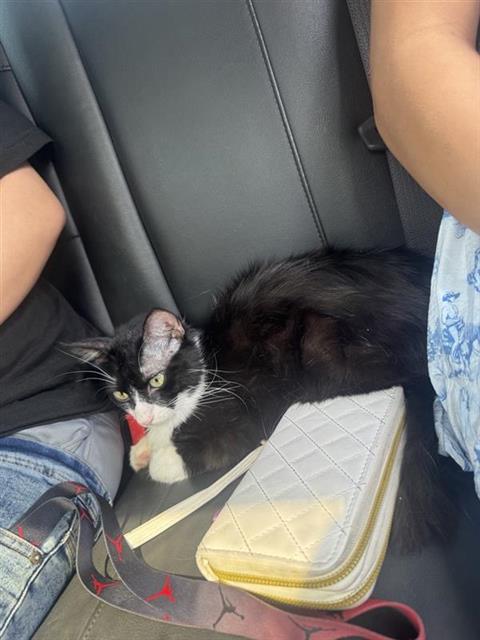 Adoptable Cat
