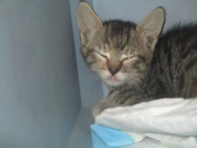 Adoptable Cat