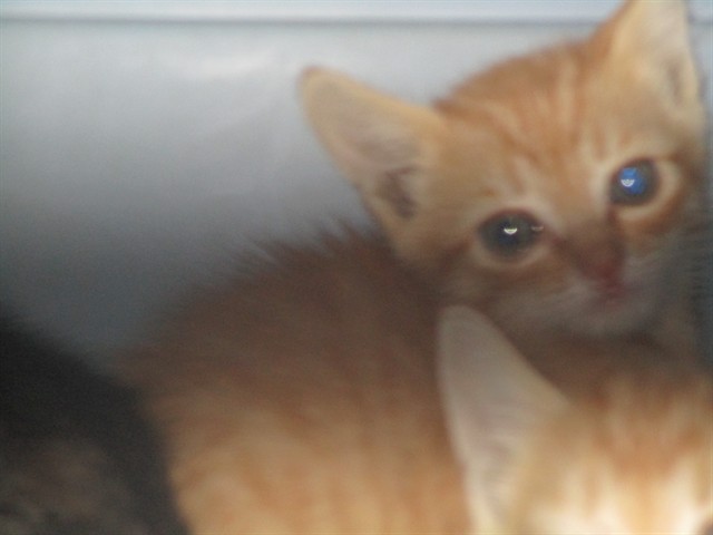 Adoptable Cat