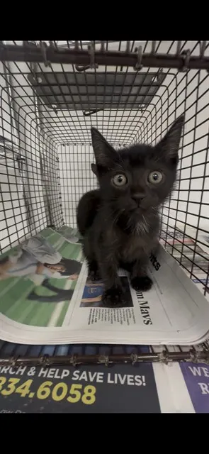 Adoptable Cat