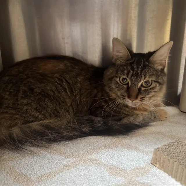 Adoptable Cat
