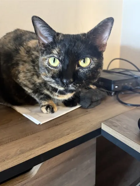 Bella