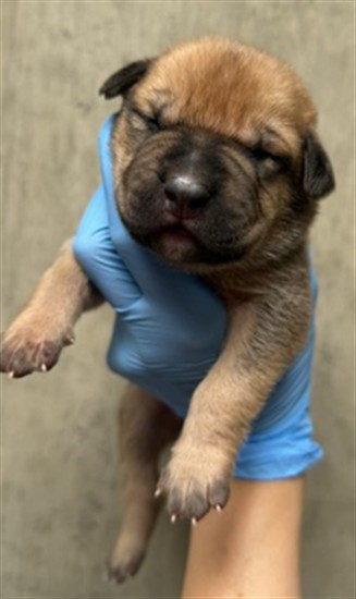 Adoptable Dog