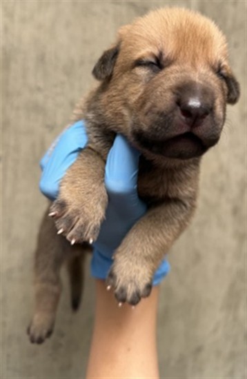 Adoptable Dog