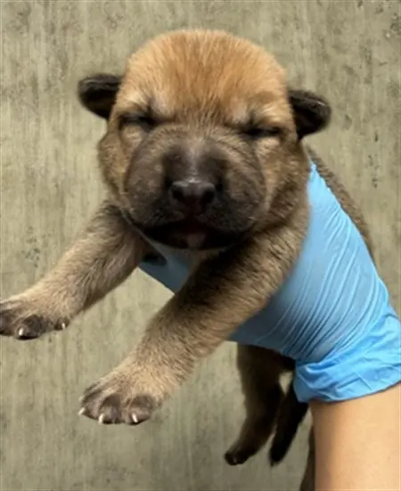 Adoptable Dog