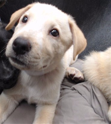 Adoptable Dog
