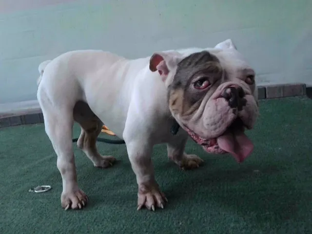 Gordo
