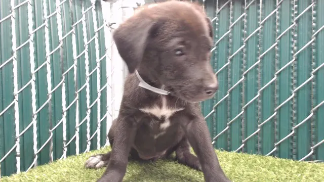 Adoptable Dog