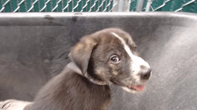 Adoptable Dog