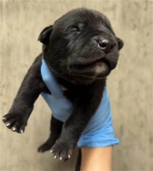 Adoptable Dog
