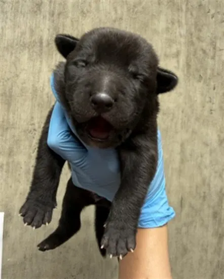 Adoptable Dog