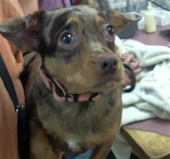 Adoptable Dog