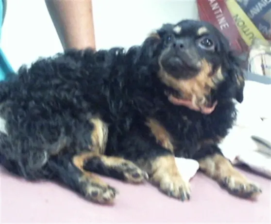 Adoptable Dog