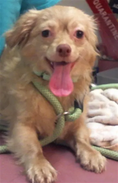 Adoptable Dog