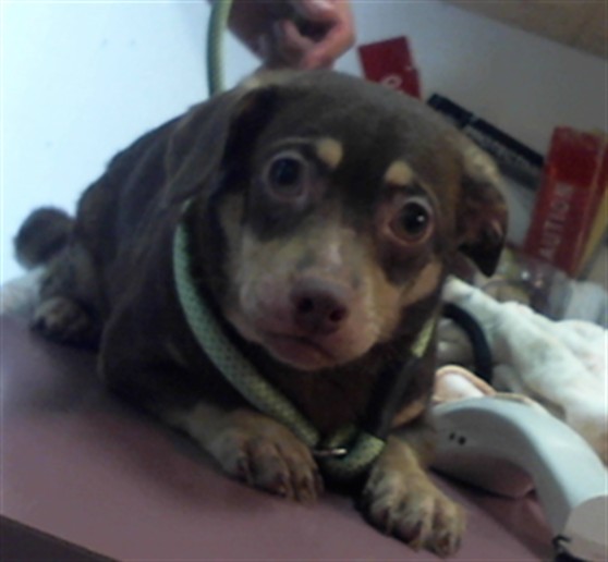 Adoptable Dog