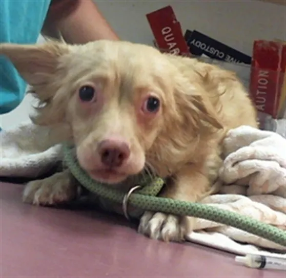 Adoptable Dog