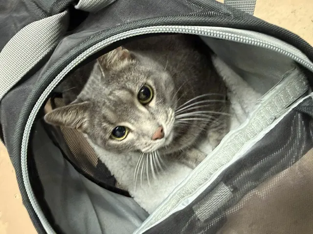 Simba