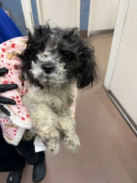 Adoptable Dog