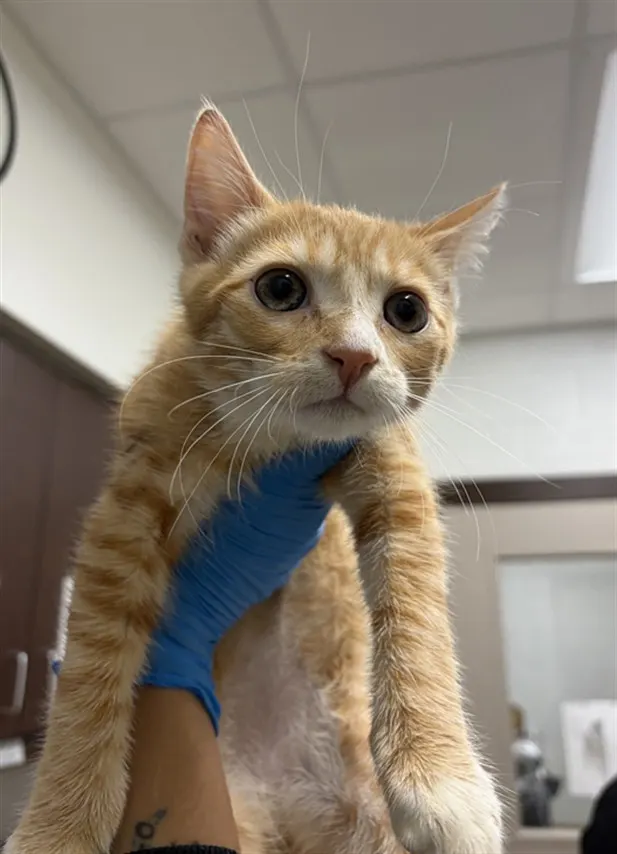 *Earl The Purrl