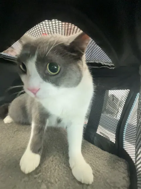Milo