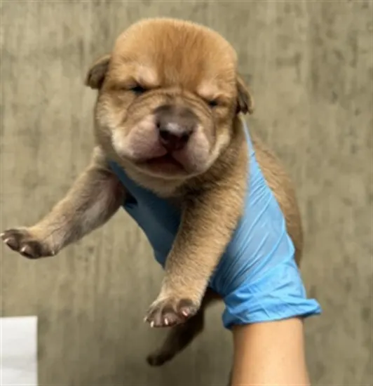 Adoptable Dog
