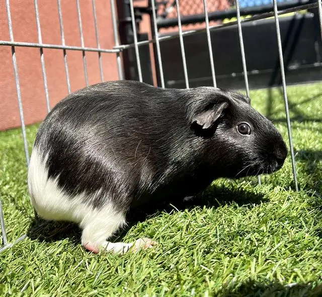 Nova