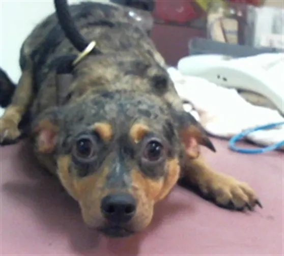 Adoptable Dog