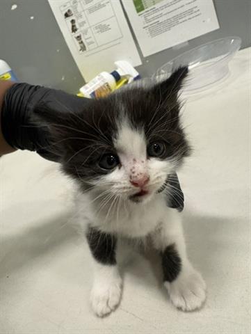 Adoptable Cat