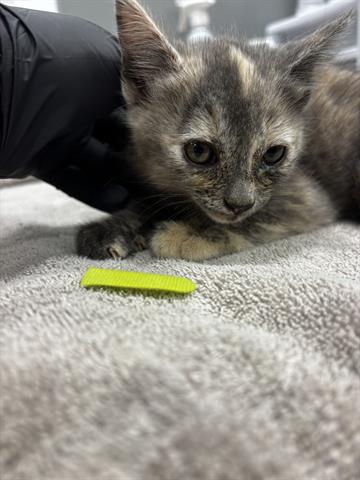 Green Collar