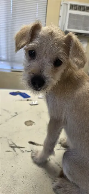 Manny