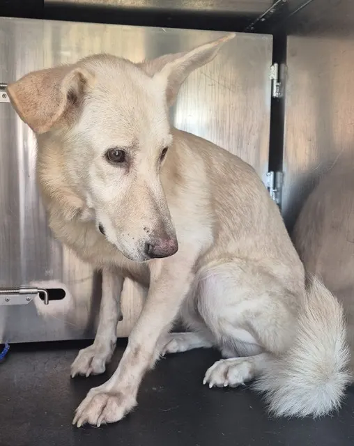 Adoptable Dog