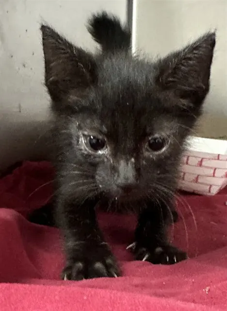 Adoptable Cat