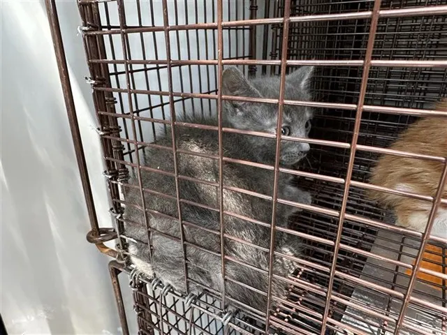 Adoptable Cat