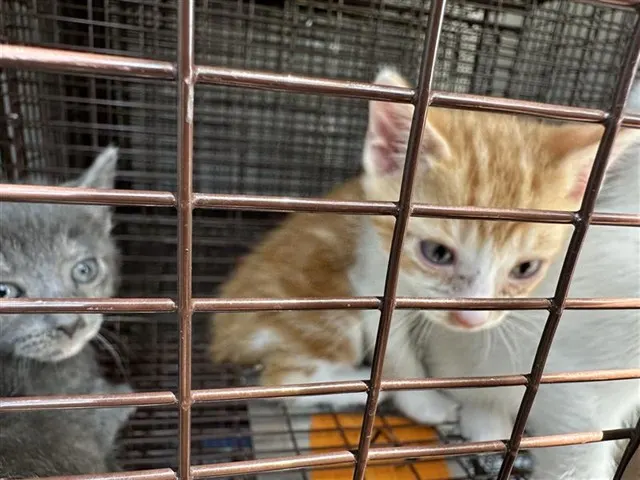 Adoptable Cat
