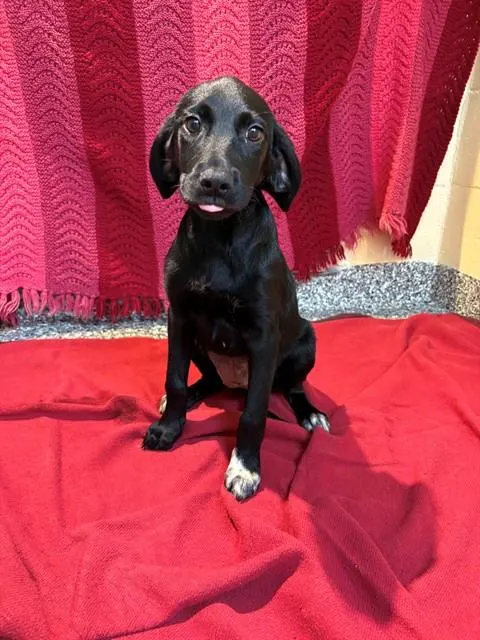 Dolly