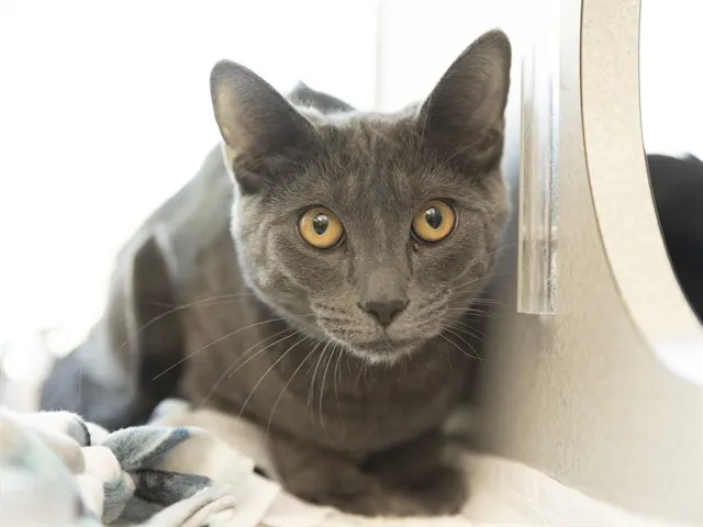 Gandalf