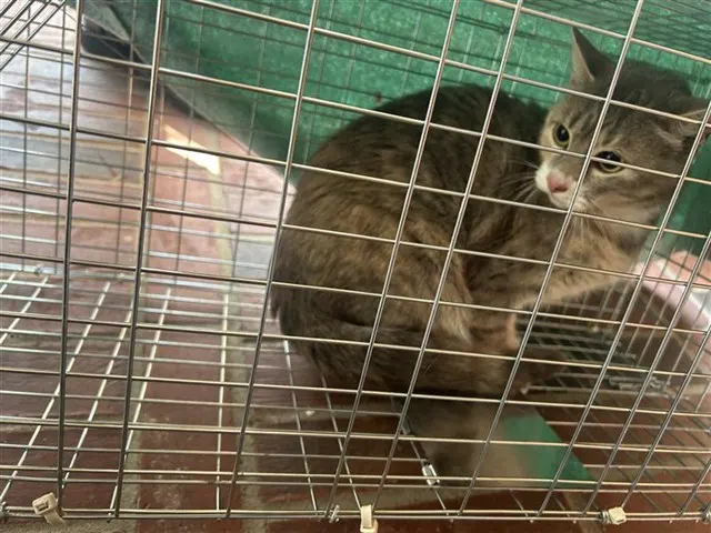 Adoptable Cat