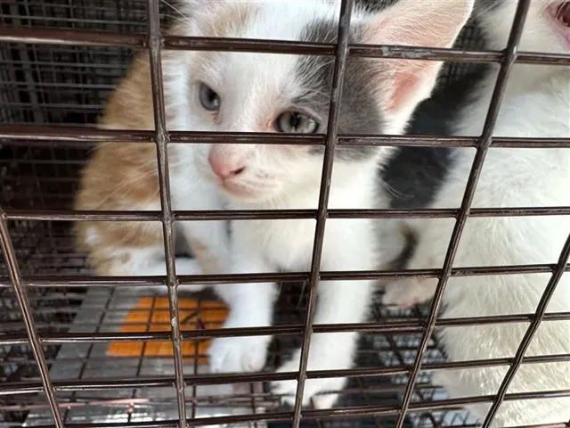 Adoptable Cat