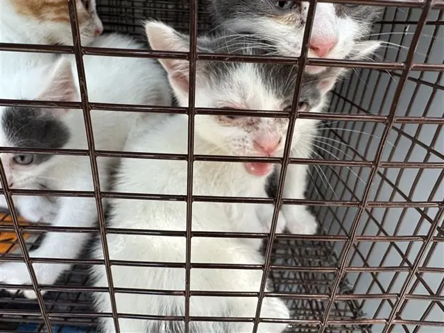 Adoptable Cat