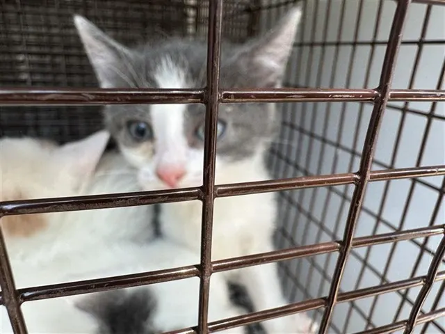 Adoptable Cat