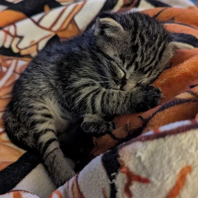 Pip