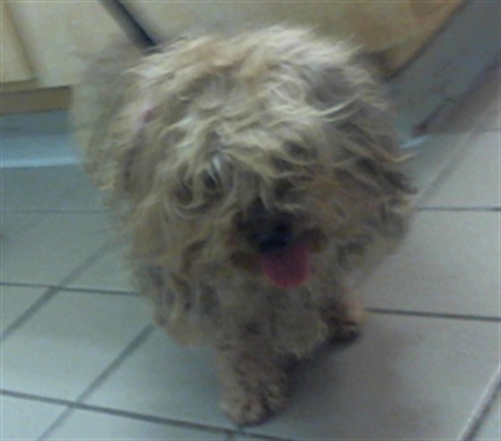 Ewok
