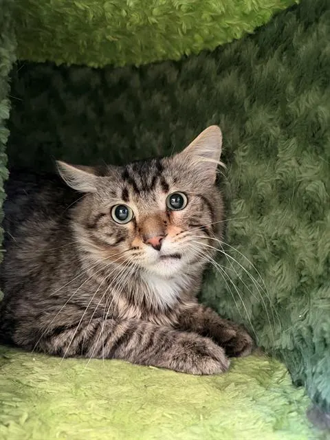 Jafar