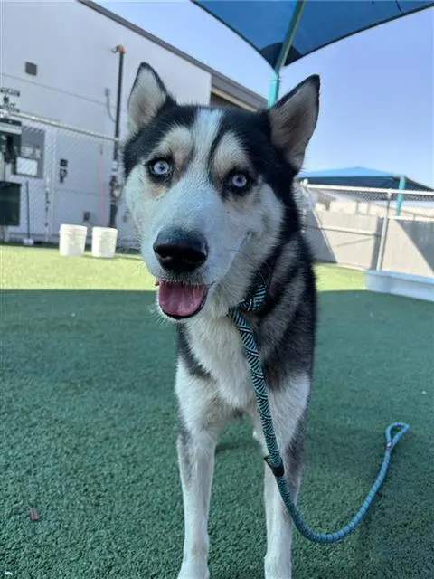 Adoptable Dog