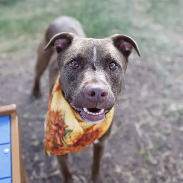 Adoptable Dog